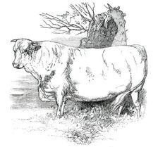 Prize Cattle at the Royal Agricultural Society's Show, at Exeter - Short-Horns - Class I. - First Pr Creator: Harrison Weir