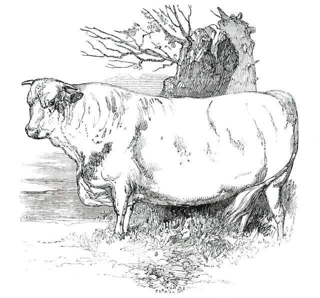 Prize Cattle at the Royal Agricultural Society's Show, at Exeter - Short-Horns - Class I. - First Pr Creator: Harrison Weir.