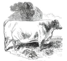 Prize Cattle at the Royal Agricultural Society's Show, at Exeter - Short-Horns - Class IV. - First P Creator: Harrison Weir