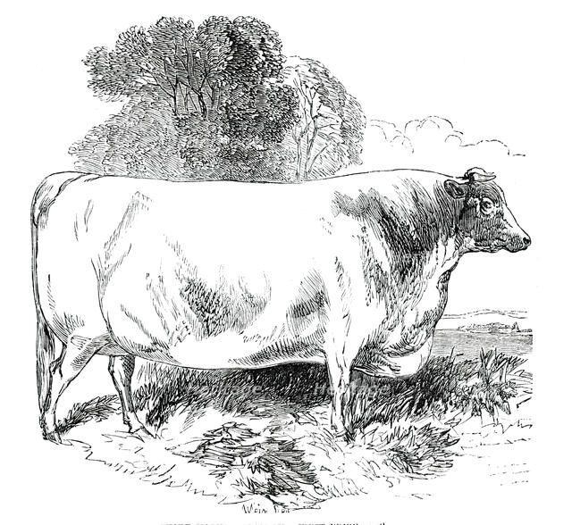 Prize Cattle at the Royal Agricultural Society's Show, at Exeter - Short-Horns - Class IV. - First P Creator: Harrison Weir.