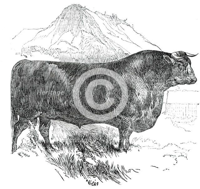 Prize Cattle at the Royal Agricultural Society's Show, at Exeter - Cattle of Any Breed - Sussex - Se Creator: Harrison Weir.