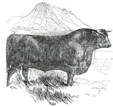 Prize Cattle at the Royal Agricultural Society's Show, at Exeter - Cattle of Any Breed - Sussex - Se Creator: Harrison Weir