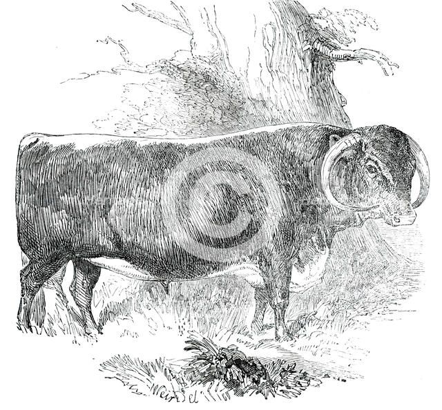 Prize Cattle at the Royal Agricultural Society's Show, at Exeter - Cattle of Any Breed - Leicester - Creator: Harrison Weir.