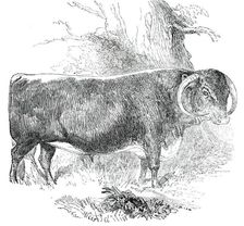 Prize Cattle at the Royal Agricultural Society's Show, at Exeter - Cattle of Any Breed - Leicester - Creator: Harrison Weir