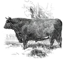 Prize Cattle at the Royal Agricultural Society's Show, at Exeter - Devon - Class I. - First Prize, £ Creator: Harrison Weir