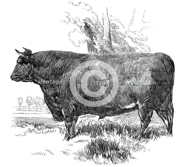 Prize Cattle at the Royal Agricultural Society's Show, at Exeter - Devon - Class I. - First Prize, £ Creator: Harrison Weir.