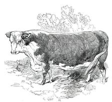 Prize Cattle at the Royal Agricultural Society's Show, at Exeter - Hereford - Class I. - First Prize Creator: Harrison Weir