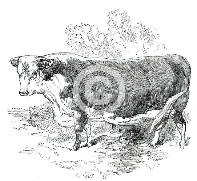 Prize Cattle at the Royal Agricultural Society's Show, at Exeter - Hereford - Class I. - First Prize Creator: Harrison Weir.