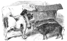 Prize Cattle and Pigs at the Paris Universal Agricultural Exhibition, 1856. Creator: Unknown