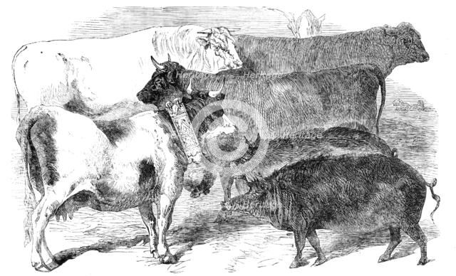 Prize Cattle and Pigs at the Paris Universal Agricultural Exhibition, 1856.  Creator: Unknown.