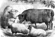 Prize cattle and sheep at the Smithfield Club Show, 1871. Creator: Unknown