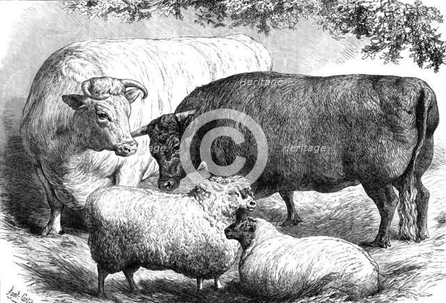 Prize cattle and sheep at the Smithfield Club Show, 1871. Creator: Unknown.
