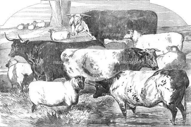 Prize Cattle, from the Exhibition of the Royal Agricultural Society, at Lincoln..., 1854. Creator: Unknown.