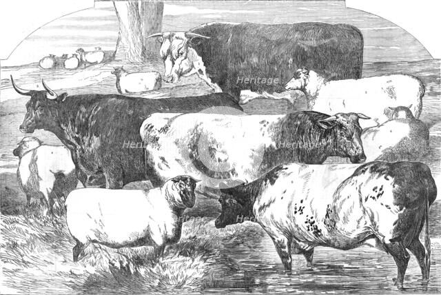 Prize Cattle, from the Exhibition of the Royal Agricultural Society, at Lincoln..., 1854. Creator: Unknown.