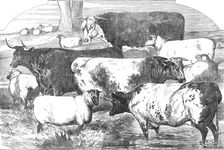 Prize Cattle, from the Exhibition of the Royal Agricultural Society, at Lincoln..., 1854. Creator: Unknown