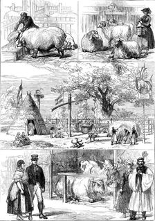 Prize animals at the International Cattle Show of the Vienna Exhibition, 1873. Creator: Unknown