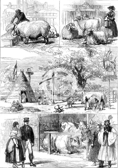 Prize animals at the International Cattle Show of the Vienna Exhibition, 1873. Creator: Unknown.