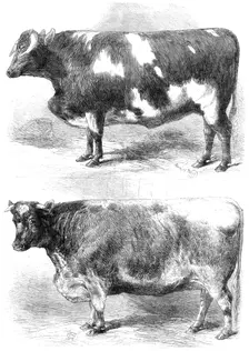 Prize animals at the Smithfield Club Cattle Show, 1864. Creator: Harrison Weir