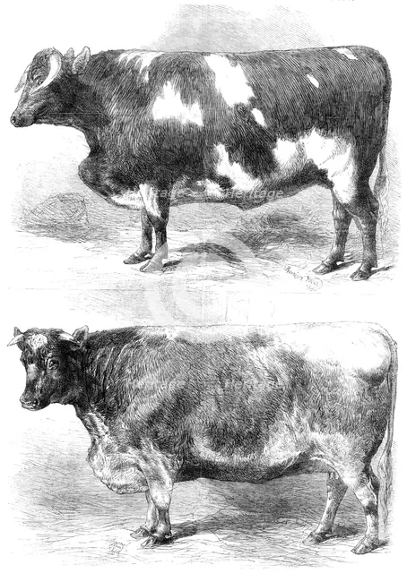 Prize animals at the Smithfield Club Cattle Show, 1864. Creator: Harrison Weir.