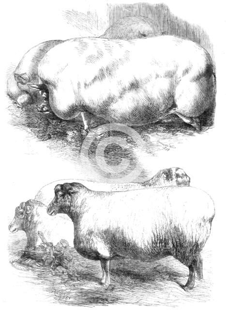 Prize animals at the Smithfield Club Cattle Show, 1864. Creator: Harrison Weir.