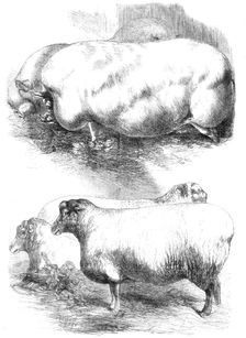 Prize animals at the Smithfield Club Cattle Show, 1864. Creator: Harrison Weir