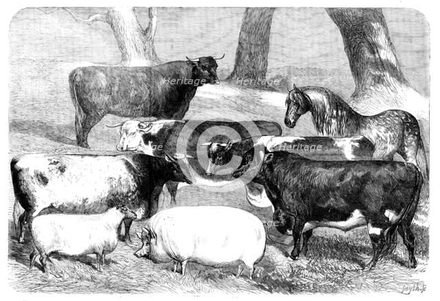 Prize Animals exhibited at the Meeting of the Royal Agricultural Society at Chester, 1858. Creator: Smyth.
