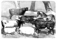 Prize Animals exhibited at the Meeting of the Royal Agricultural Society at Chester, 1858. Creator: Smyth