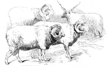 Prize Animals from the Cattle Show, at Paris, 1856. Creator: Unknown