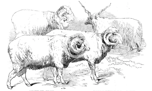 Prize Animals from the Cattle Show, at Paris, 1856.  Creator: Unknown.