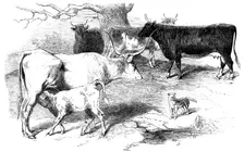 Prize Animals from the Cattle Show, at Paris, 1856. Creator: Unknown