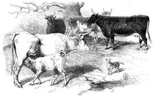 Prize Animals from the Cattle Show, at Paris, 1856. Creator: Unknown