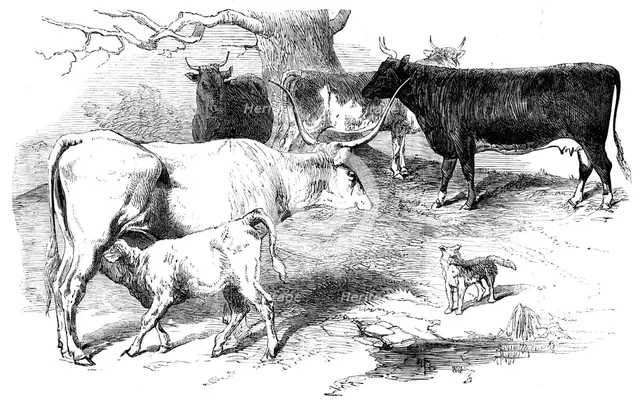 Prize Animals from the Cattle Show, at Paris, 1856.  Creator: Unknown.