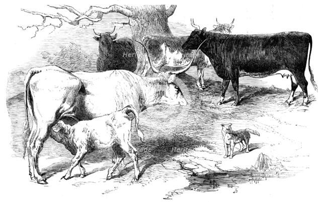 Prize Animals from the Cattle Show, at Paris, 1856.  Creator: Unknown.