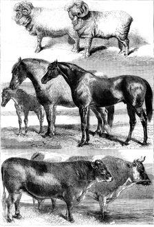 Prize animals from the Royal Agricultural Society's show in Battersea Park, 1862. Creator: Unknown