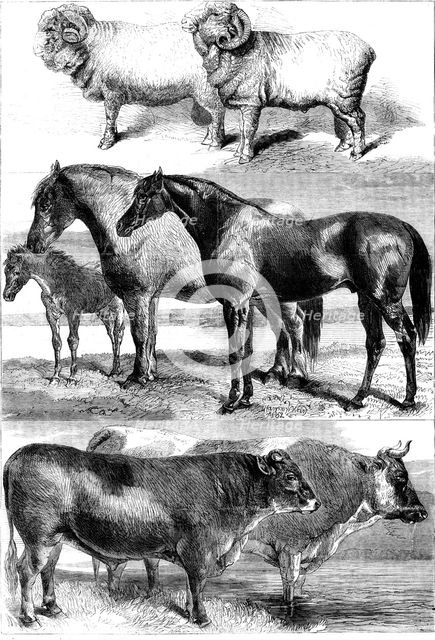 Prize animals from the Royal Agricultural Society's show in Battersea Park, 1862. Creator: Unknown.