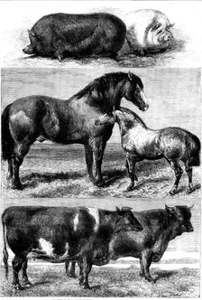 Prize animals from the Royal Agricultural Society's show in Battersea Park, 1862. Creator: Unknown