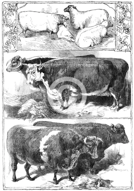Prize animals of the Smithfield Club Cattle Show, 1860. Creator: Unknown.