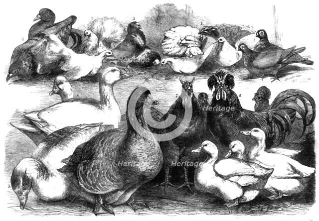 Prize birds at the Birmingham Poultry Show, 1865. Creator: Unknown.