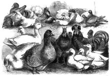 Prize birds at the Birmingham Poultry Show, 1865. Creator: Unknown