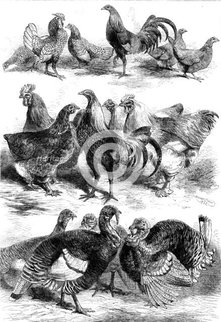 Prize birds at the Poultry and Pigeon Show recently held at Birmingham, 1862. Creator: Harrison Weir.