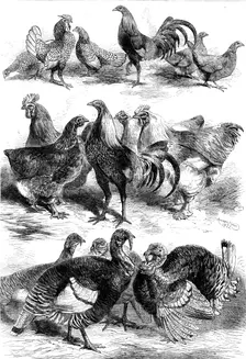 Prize birds at the Poultry and Pigeon Show recently held at Birmingham, 1862. Creator: Harrison Weir