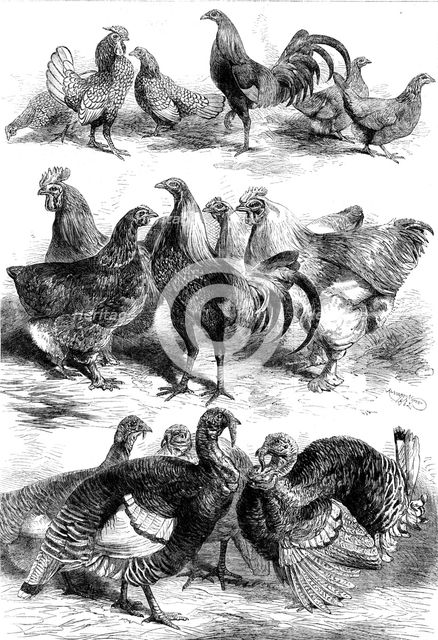 Prize birds at the Poultry and Pigeon Show recently held at Birmingham, 1862. Creator: Harrison Weir.