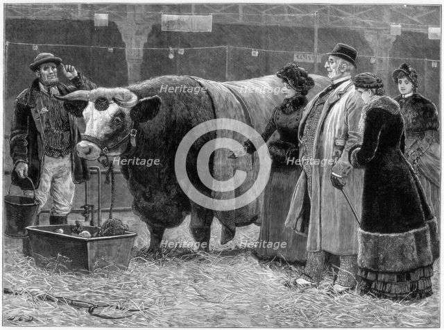 Prize bull, 1883. Artist: Unknown