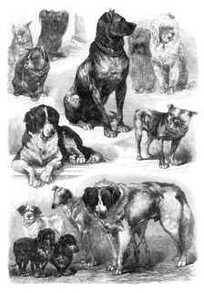 Prize dogs at the Paris Dog Show, 1870. Creator: Unknown