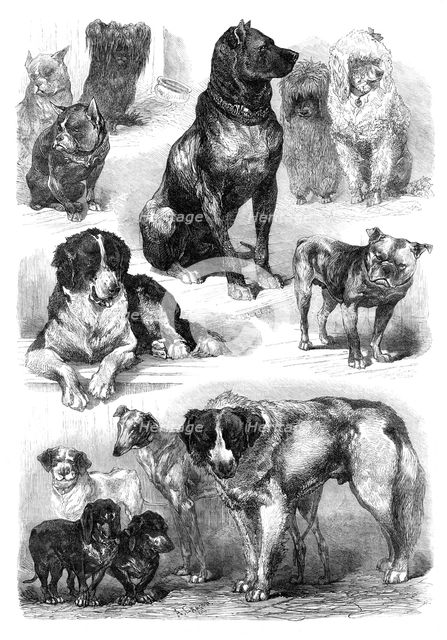 Prize dogs at the Paris Dog Show, 1870. Creator: Unknown.