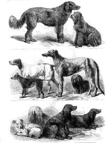 Prize dogs at the recent show, Birmingham, 1862. Creator: Harrison Weir