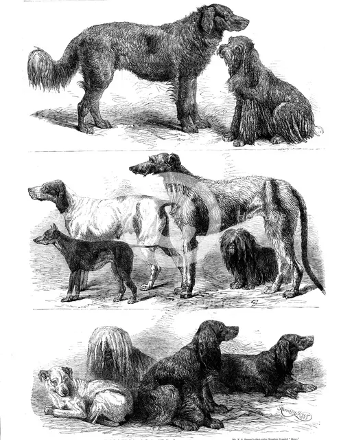 Prize dogs at the recent show, Birmingham, 1862. Creator: Harrison Weir.