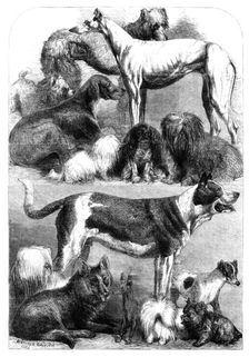 Prize dogs from the exhibition at the Agricultural Hall, Islington, 1862. Creator: Unknown