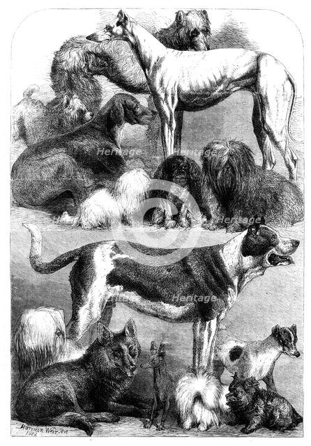 Prize dogs from the exhibition at the Agricultural Hall, Islington, 1862. Creator: Unknown.