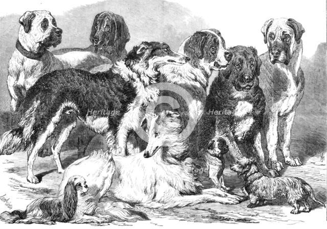 Prize dogs in the National Dog Show at Islington, 1869. Creator: Unknown.